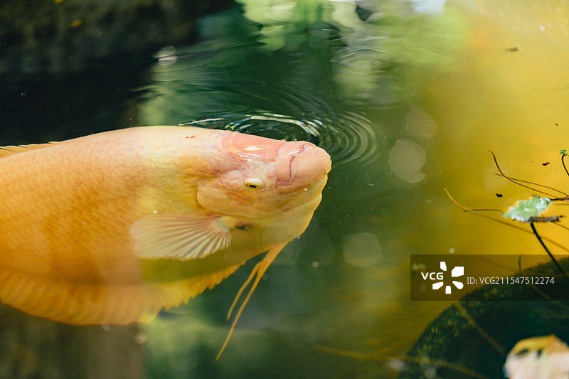 巨型龙鱼泰国清迈图片素材