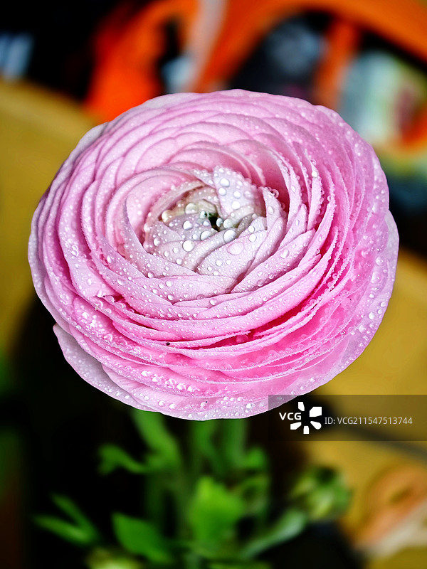 春花露珠花毛茛图片素材