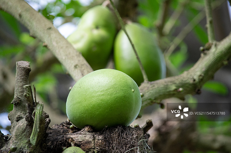 华南植物园铁木瓜图片素材