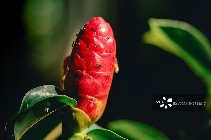 悟孟寺公园内一株红色果实花图片素材