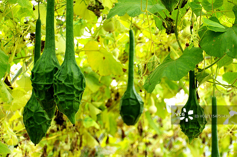 伊春市九峰山养心谷图片素材