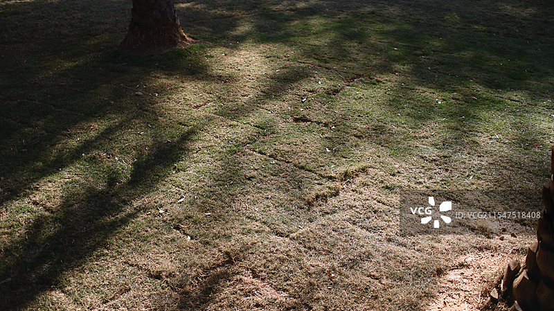 树荫与草地图片素材