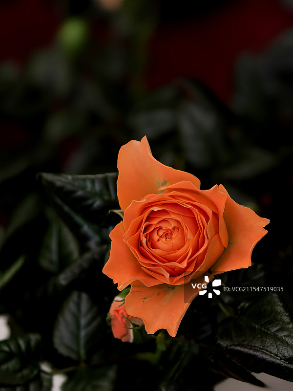 橙色玫瑰花图片素材