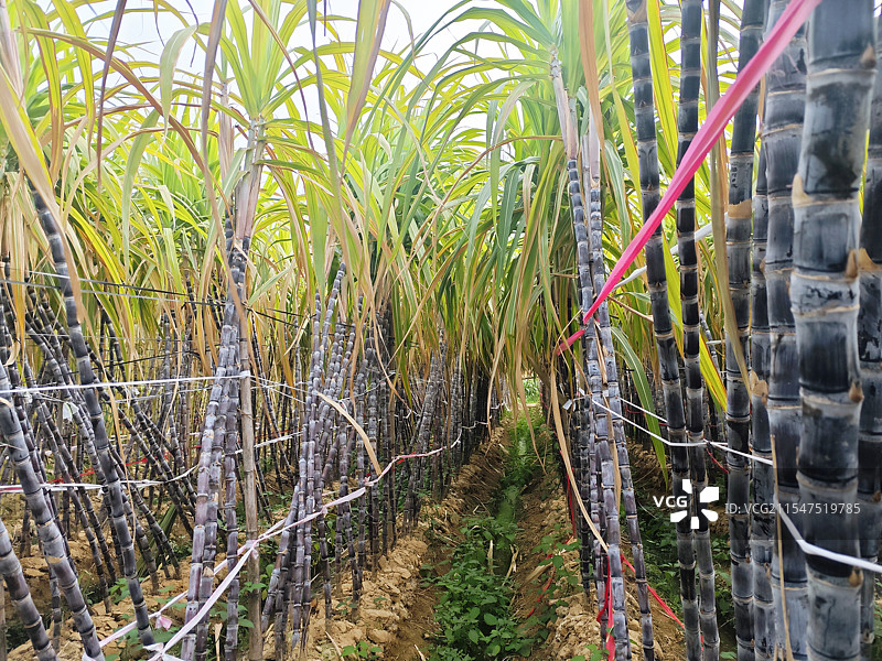 紫色甘蔗林：田园中的甜蜜农作物图片素材