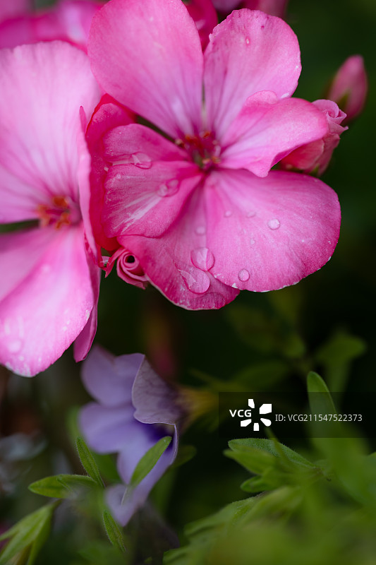 天竺葵图片素材