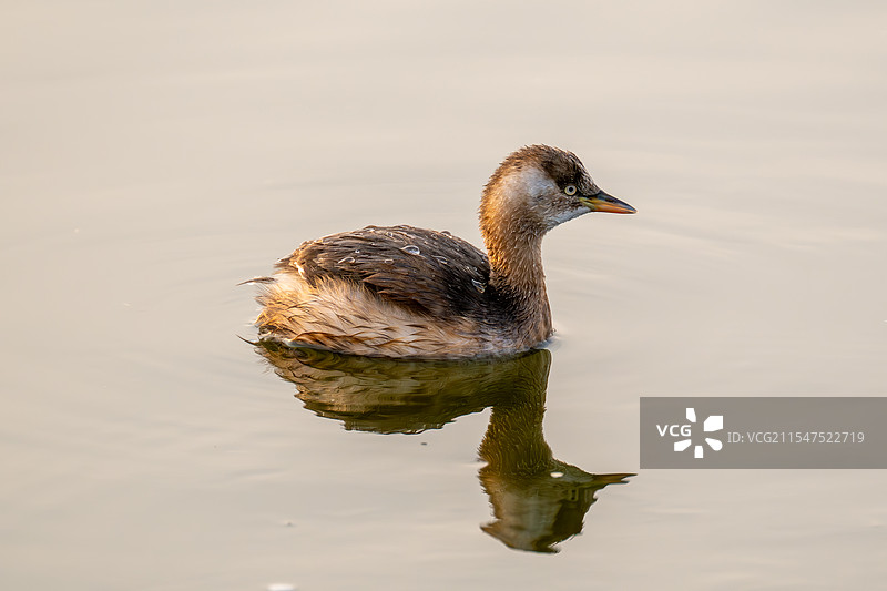 小鸊鷉图片素材