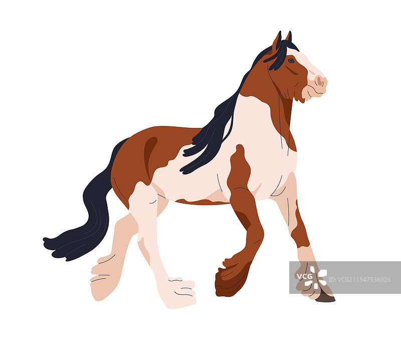 吉普赛马走动中的花斑马图片素材