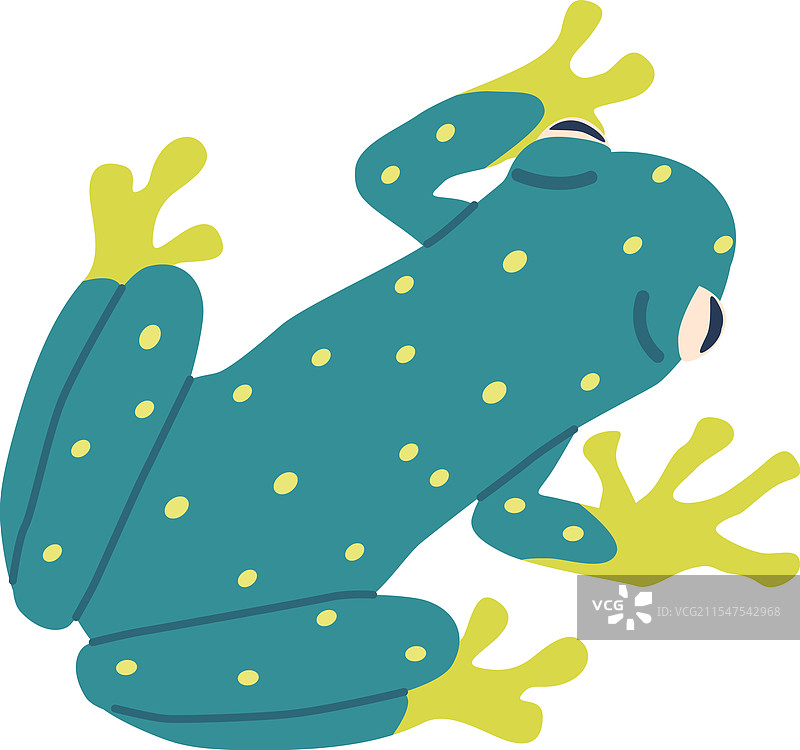 异国情调的蟾蜍爬行动物图片素材