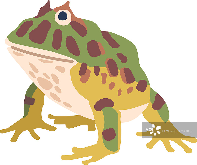 五彩斑斓的青蛙动物图片素材