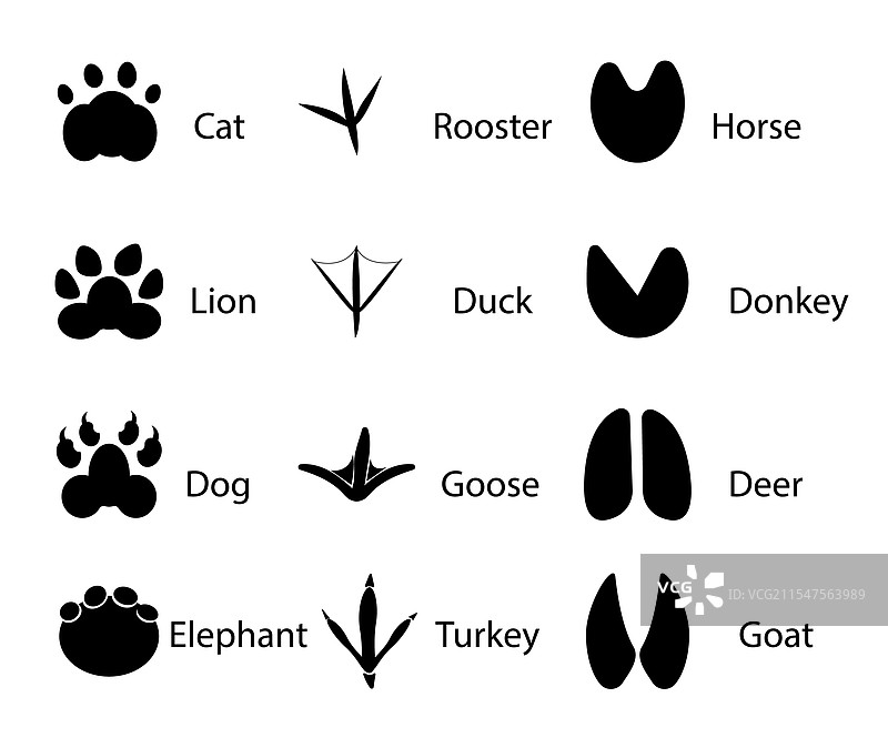猫的动物足迹和爪印指南图片素材