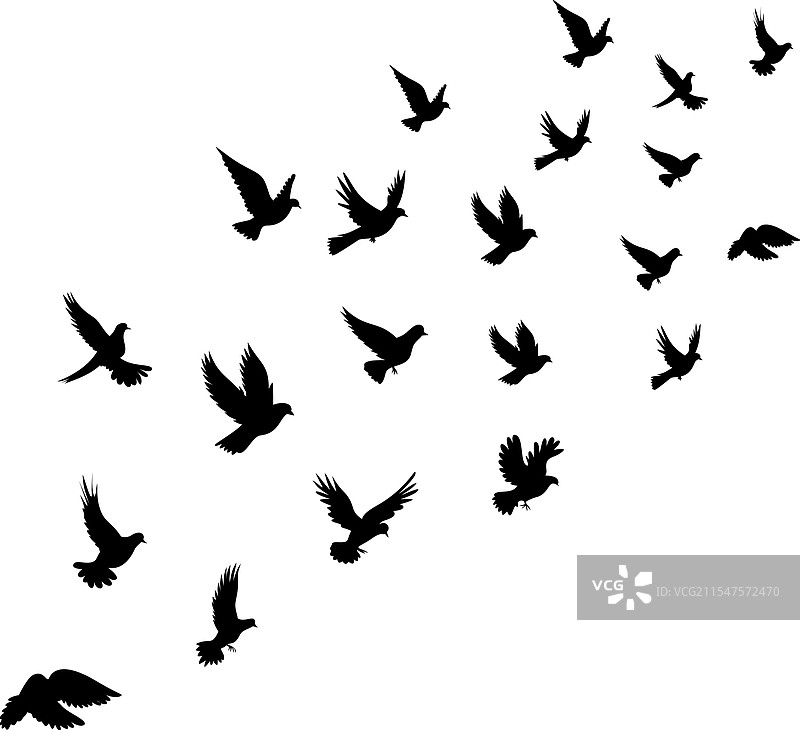 在天空中盘旋飞翔的鸽子剪影图片素材