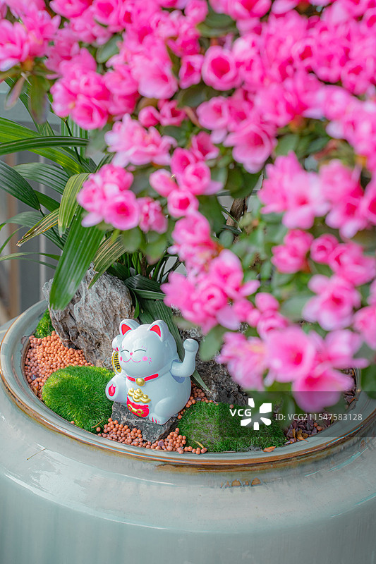 深圳|荷兰花卉小镇|花市|年花图片素材