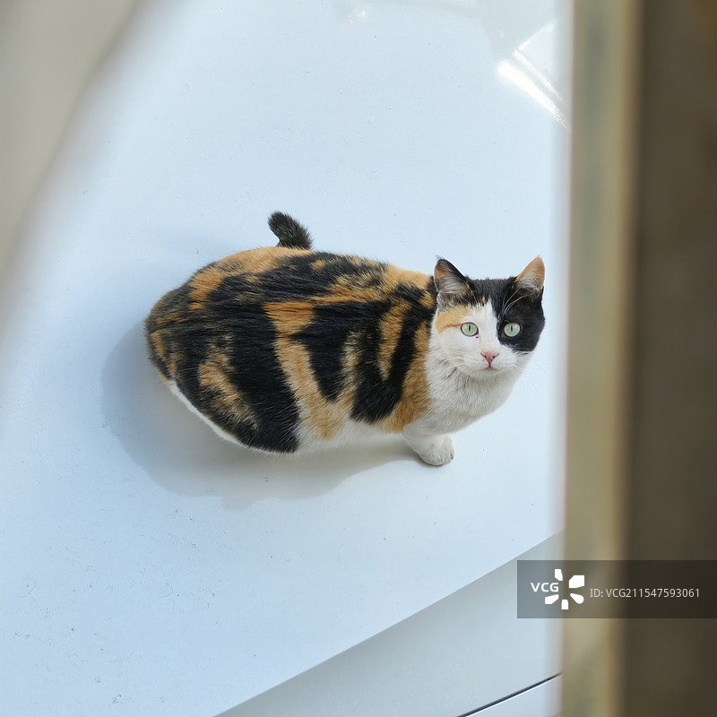 三花猫猫图片素材