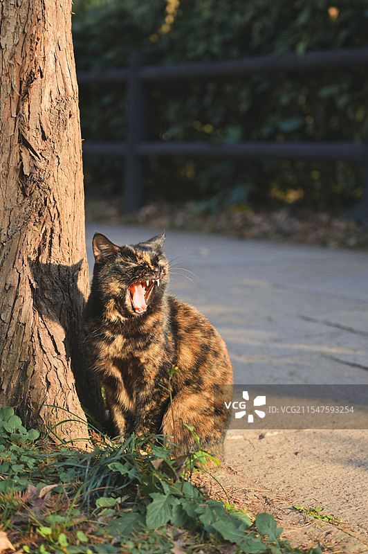 打哈欠的小猫图片素材