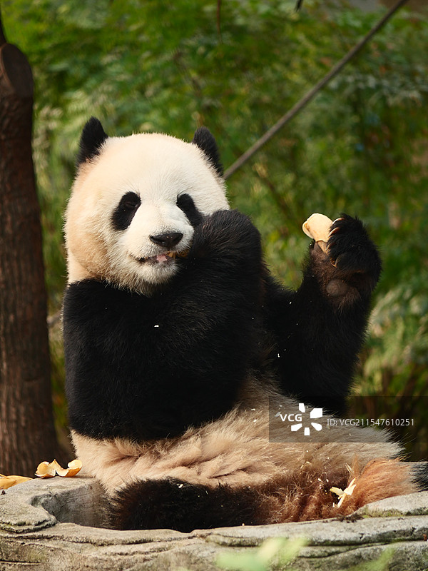 重庆动物园大熊猫渝可正脸吃播图片素材