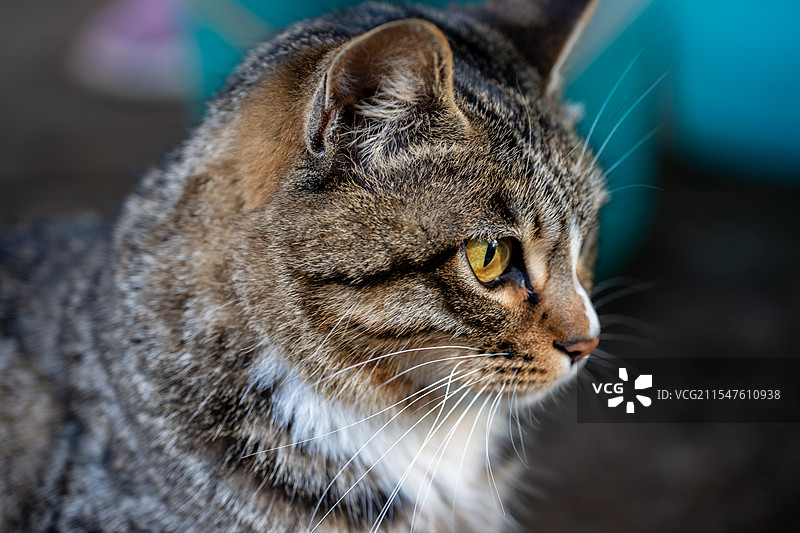 狸花猫的凝视图片素材