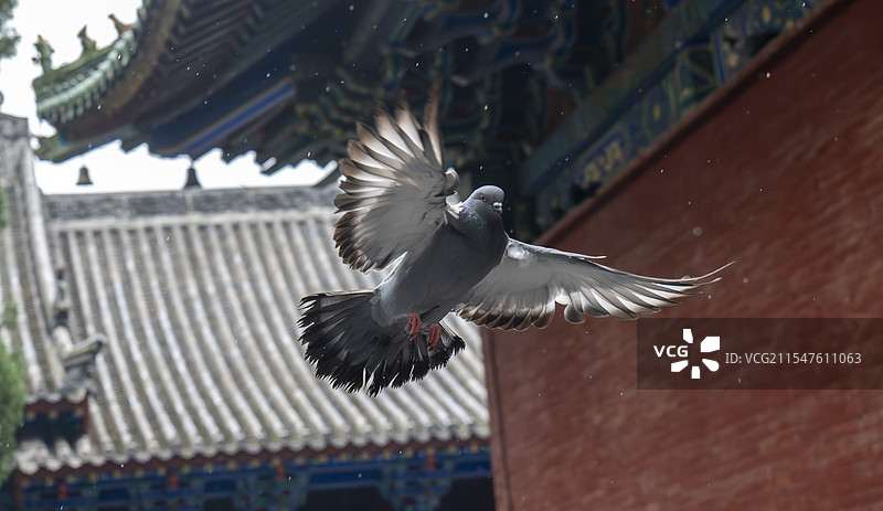 少林寺里的鸽子图片素材