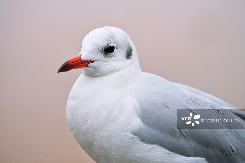 乌海的红嘴鸥图片素材