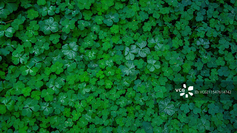 邂逅四叶草，开启好运盲盒。图片素材