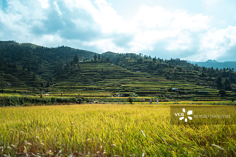 贵州千户苗寨的梯田图片素材