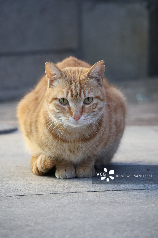 橘猫图片素材
