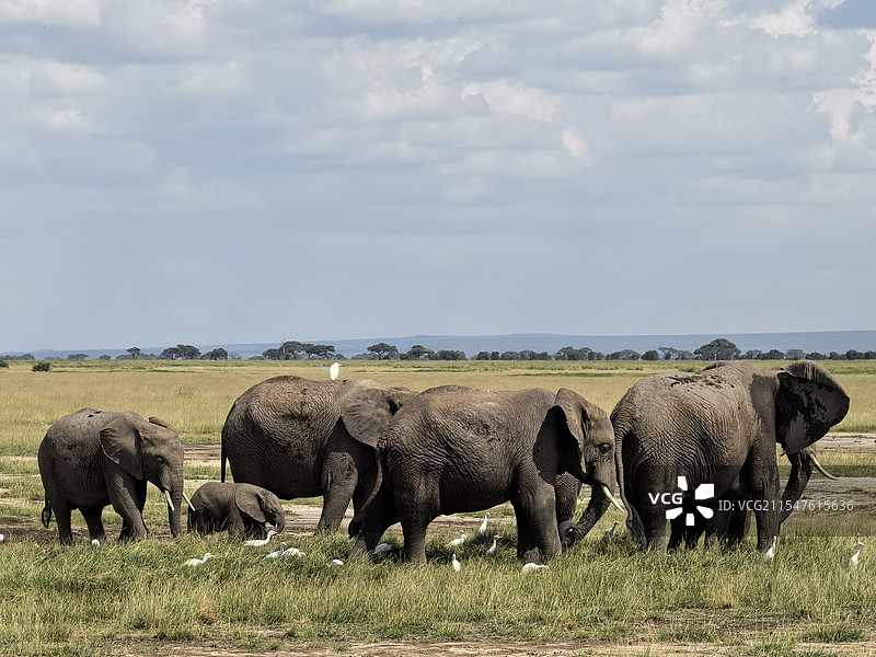 安博塞利象群图片素材