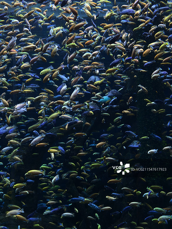 重庆汉海海洋公园的鱼类图片素材