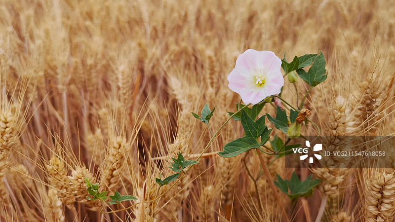 小麦田里的喇叭花图片素材