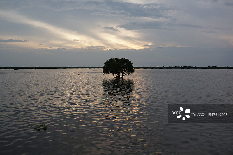 洞里萨湖中的树图片素材