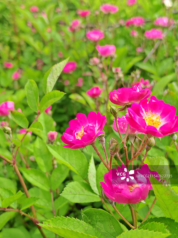 户外盛开粉红色花朵的特写镜头图片素材