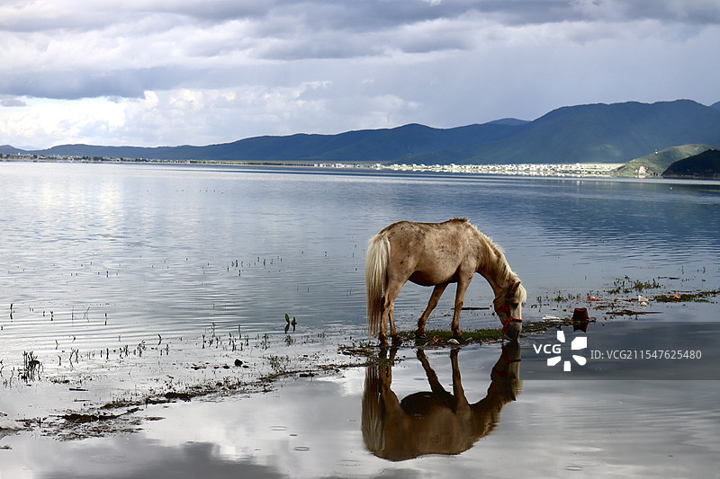 饮水的马儿图片素材