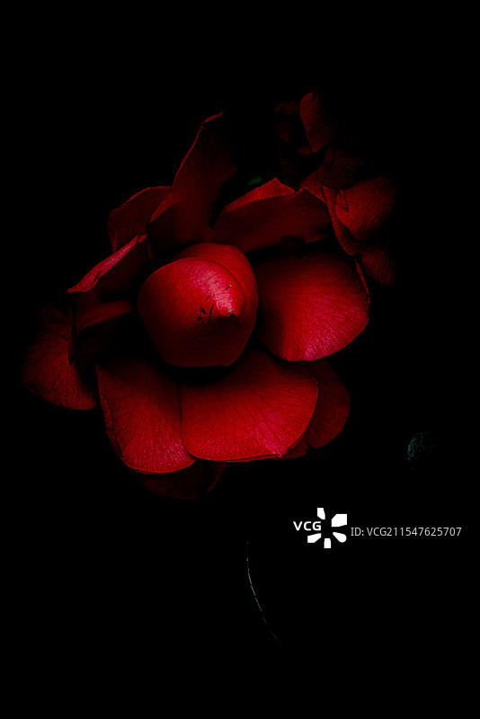 暗夜山茶图片素材