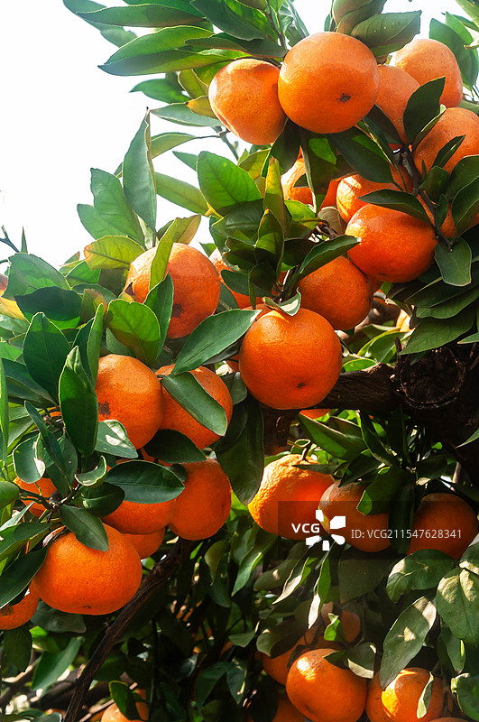 树上成熟的桔子图片素材