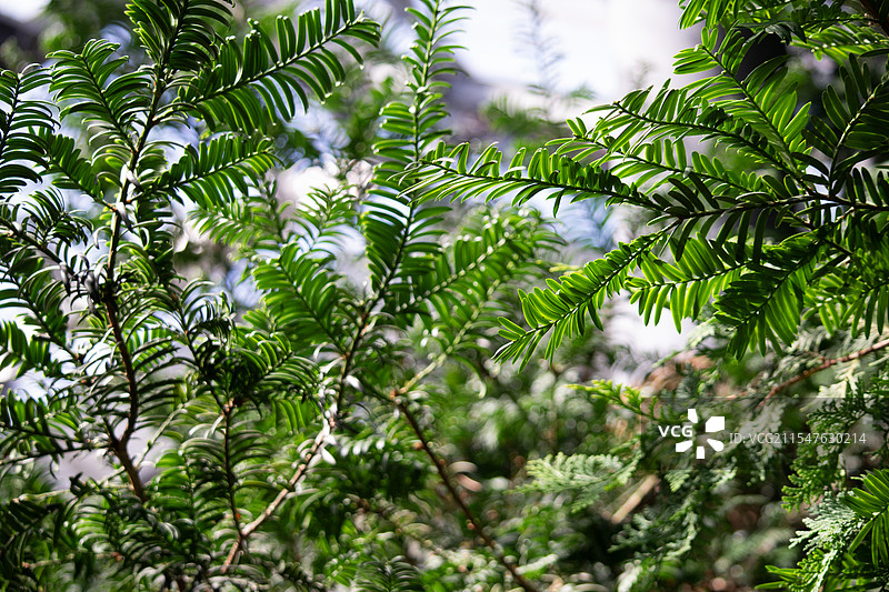 广州华南植物园保护植物红豆杉图片素材