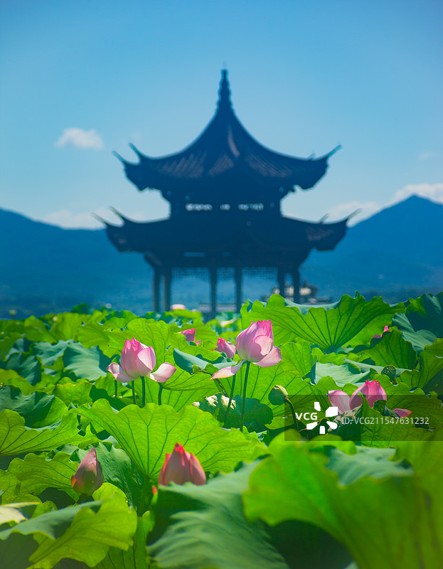 杭州西湖荷花和亭子图片素材