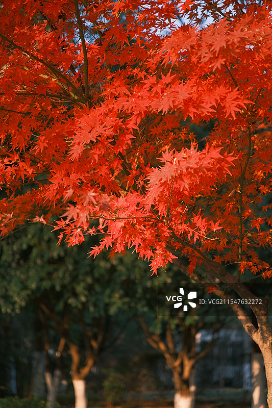 枫叶的画面充满了秋日的韵味与温暖图片素材