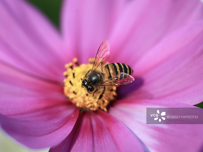 南宁市花卉公园里的蜜蜂正在粉色的话上采蜜授花粉图片素材