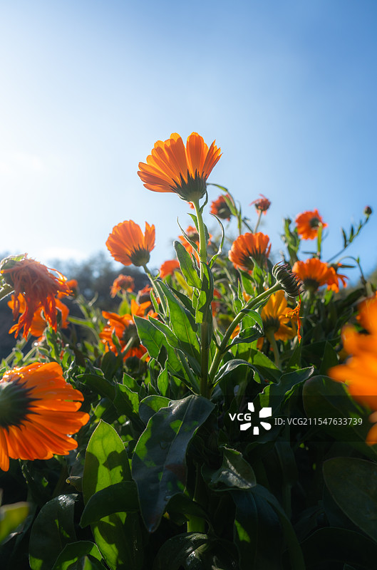 梅州神光山阳光下花朵仰拍图片素材