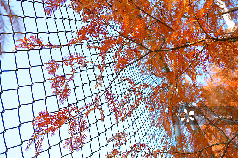 栅栏旁的枫叶图片素材