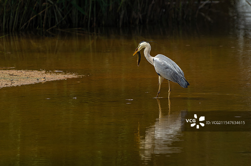 苍鹭捕食图片素材