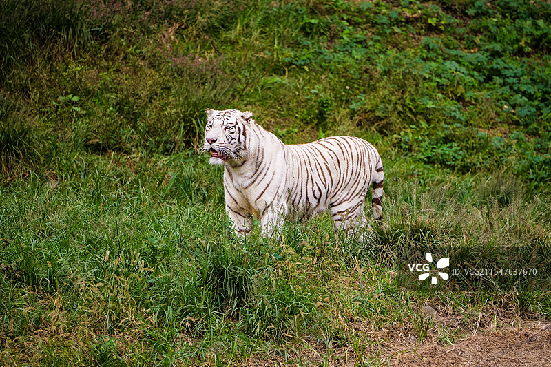 草丛里的白老虎图片素材