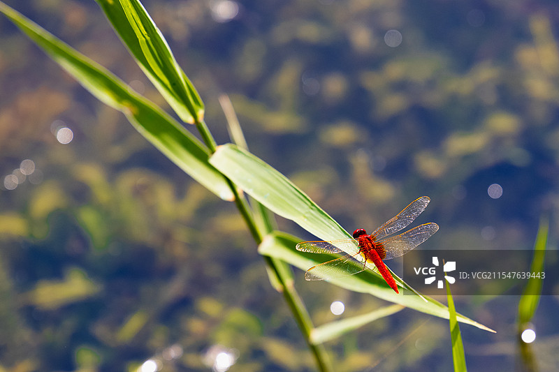 叶尖红蜻蜓图片素材