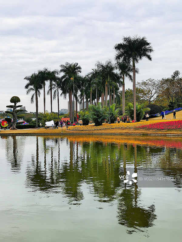 广州云台花园大王椰林图片素材