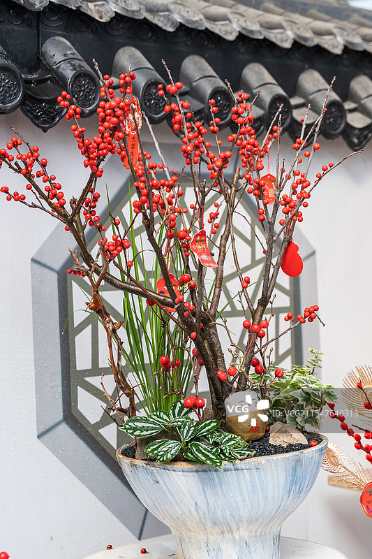 新年春节过节喜庆的家居布置摆件，白底白色背景的柿柿如意和红果发财果图片素材