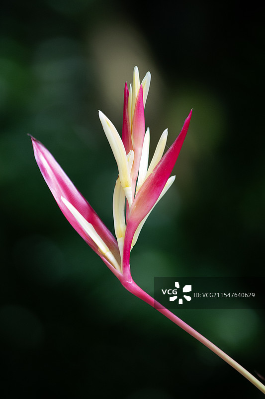 海里康属植物图片素材