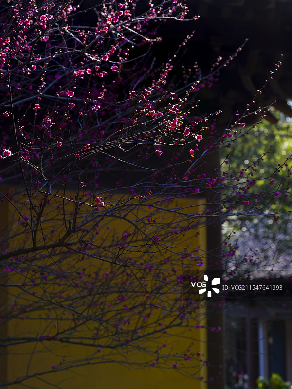 杭州慧因高丽寺梅花开图片素材