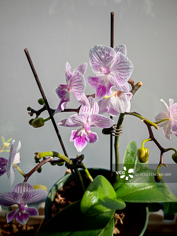 已开八成的蝴蝶兰，清新淡雅图片素材