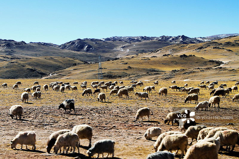 草原上的羊群图片素材