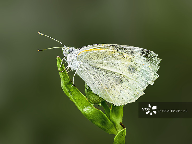 菜粉蝶图片素材