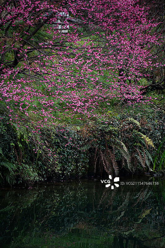 成都浣花溪公园图片素材